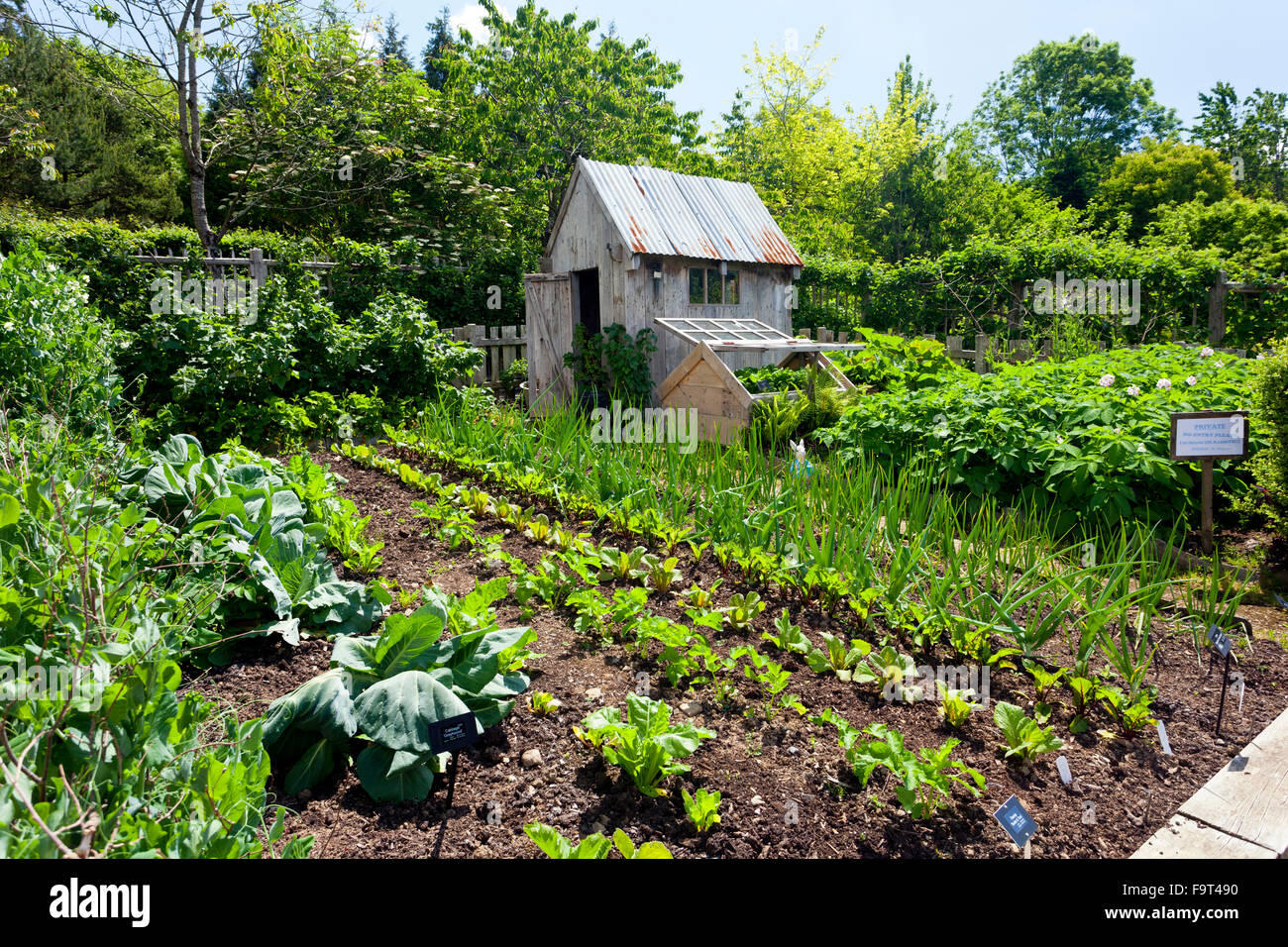 Allotment beds and a wooden shed